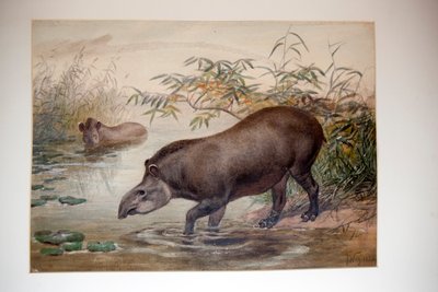 Tapir, 1880 da Joseph Wolf